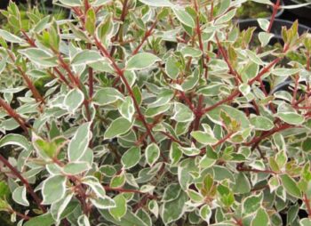 abelia-ch-variegata