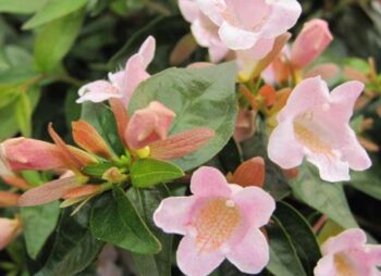 abelia-edward-goucher