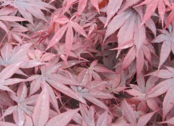 acer-bloodgood