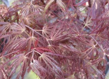 acer-crimson-queen