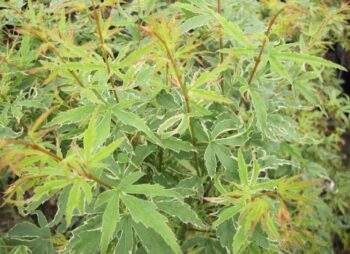 ACER PAL. BUTTERFLY