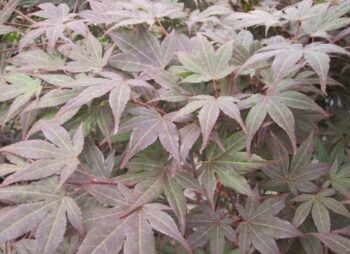 ACER PALMATUM ATRO