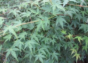 ACER PALMATUM