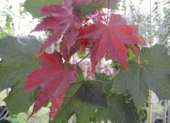 ACER PLAT. FAIRVIEW  8-10