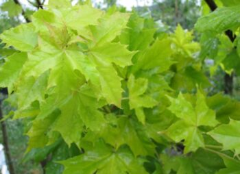 ACER PSE.WORLEY 12-14