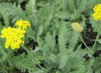 achillea-parkers-variety
