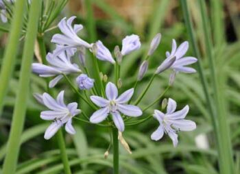 agapanthus-blue-prince