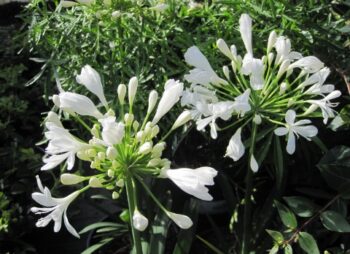 AGAPANTHUS UMBELLATUS WHITE