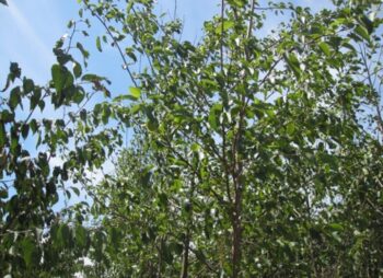 ALNUS CORDATA  8-10