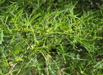 ALNUS GLUTINOSA IMPERIALIS 12-14