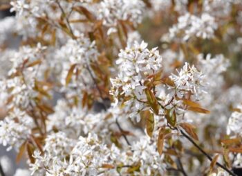 AMELANCHIER ROBIN HILL 8-10