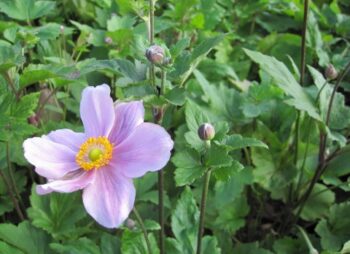 ANEMONE QUEEN CHARLOTTE