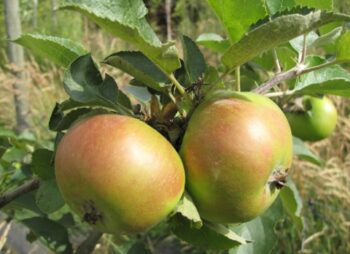 APPLE BRAMLEY