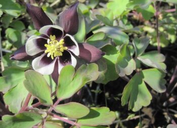 AQUILEGIA WILLIAM GUINNESS