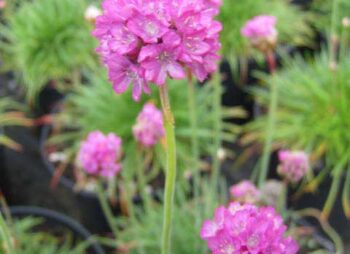 armeria