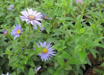ASTER FRIK. MONCH