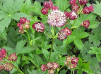 astrantia-maj-rubra