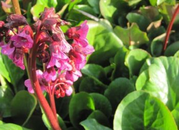 BERGENIA CORDIFOLIA PURPUREA