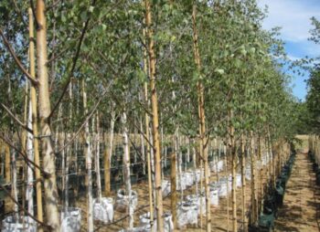 BETULA PEN. ZWISTERS GLOIRE 12-14