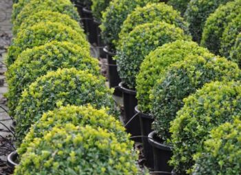 BUXUS SEMP.  BALL 50-55CM DIA