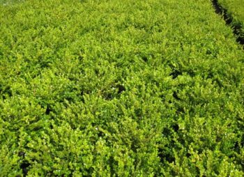 BUXUS MIC. FAULKNER 30-40