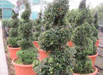 BUXUS SEMPERVIRENS SPIRAL 90-100