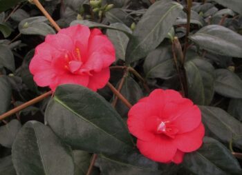 CAMELLIA BLOOD OF CHINA