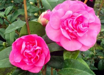 CAMELLIA DEBBIE (pink)