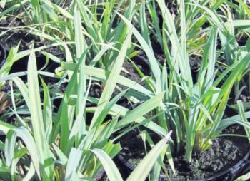 CAREX BUNNY BLUE