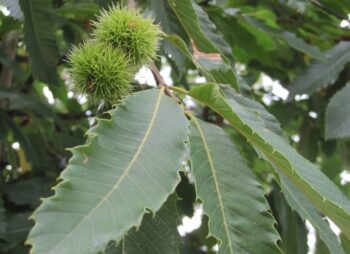 CASTANEA SATIVA (ZPc02)