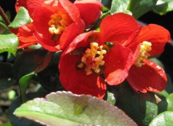 CHAENOMELES CRIMSON & GOLD