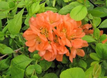 CHAENOMELES GEISHA GIRL