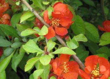 CHAENOMELES JAPONICA