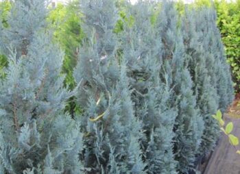 CHAMAECYPARIS COL. GLAUCA 175-200