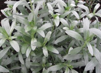 CONVOLVULUS CNEORUM