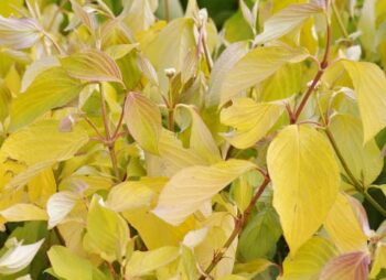 CORNUS ALBA AUREA