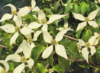 CORNUS KOUSA CHINA GIRL