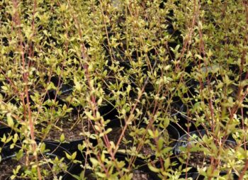 CORNUS MIDWINTER FIRE