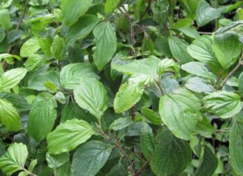 CORNUS SANGUINEA