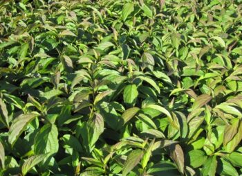 CORNUS STOLONIFERA KELSYI