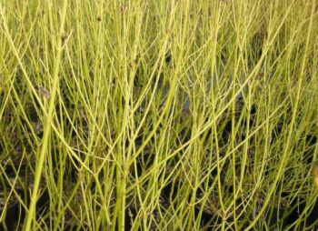 CORNUS STOLONIFERA FLAVA