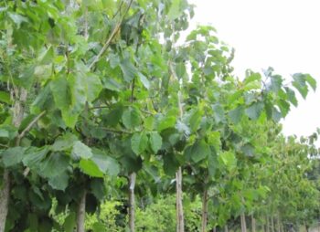 CORYLUS COLURNA 12-14