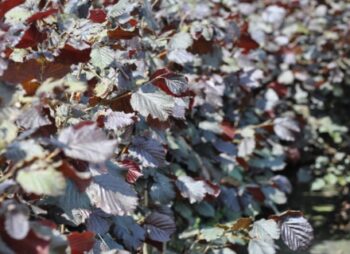 CORYLUS MAXIMA PURPUREA