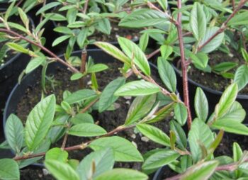 COTONEASTER SAL. REPENS