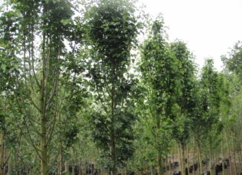 CRATAEGUS MONO. STRICTA 8-10