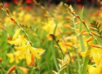 CROCOSMIA SUNGLOW
