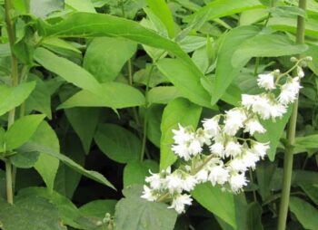 DEUTZIA PRIDE OF ROCHESTER