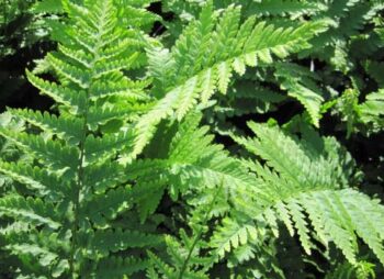 DRYOPTERIS FELIX MAS