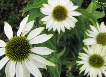 echinacea-white-swan