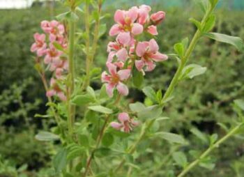 escallonia-donard-seedling